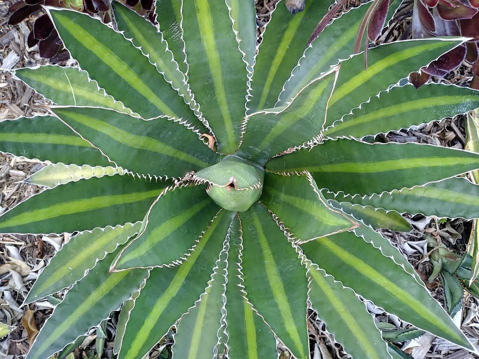 aloe vera